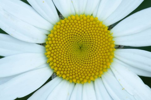 Oxeye daisy (Leucanthemum vulgare) flower in summer, England, United Kingdom