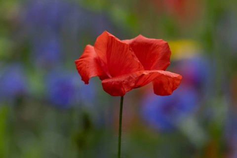 Common field poppy (Papaver rhoeas) single red wildflower flower in summer, England, United Kingdom