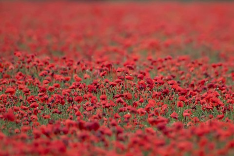 Common field poppy (Papaver rhoeas) red wildflower flowers poppies in a poppyfield in summer,