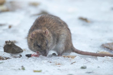Brown rat (Rattus norvegicus) adult rodent mammal eating seed on frozen ground in winter, England,