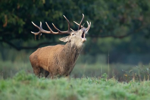 Red deer (Cervus elaphus) adult male stag mammal roaring in the annual rut in autumn, England,