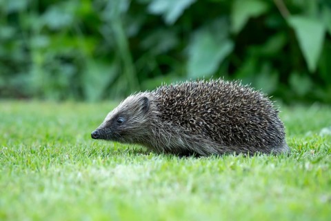 European hedgehog (Erinaceus europaeus) adult mammal walking on a garden grass lawn in summer,