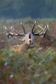 Red deer (Cervus elaphus) adult male stag mammal roaring in the annual rut in autumn, England,