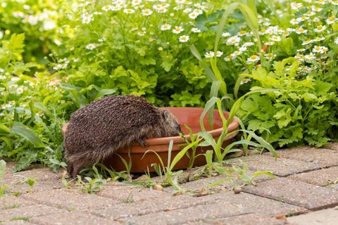 European hedgehog (Erinaceus europaeus) adult mammal drinking water from a plant pot saucer in a