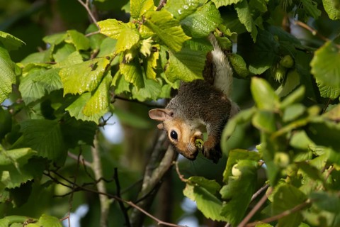Grey squirrel (Sciurus carolinensis) adult mammal collecting hazelnut tree nuts in autumn, England,