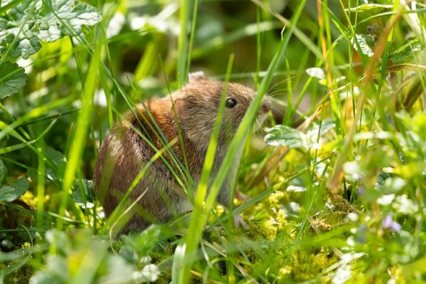 Field vole (Microtus agrestis) adult rodent mammal in grassland, England, United Kingdom