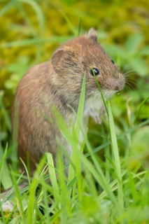 Field vole (Microtus agrestis) adult rodent mammal in grassland, England, United Kingdom