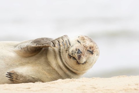 Common or Harbour or Habor seal (Phoca vitulina) adult marine mammal resting on a beach, England,