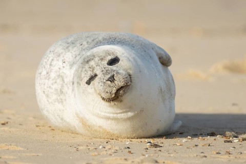 Common or Harbour or Habor seal (Phoca vitulina) adult marine mammal sleeping on a beach, England,