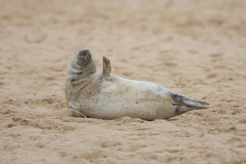 Grey seal (Halichoerus grypus) adult marine mammal resting on a beach in winter, England, United