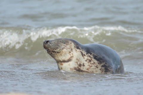 Grey seal (Halichoerus grypus) adult marine mammal relaxing in the shallow waves of the sea,