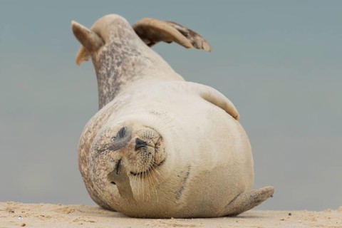 Grey seal (Halichoerus grypus) adult marine mammal sleeping on a seaside beach, England, United