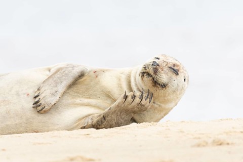 Common or Harbour or Habor seal (Phoca vitulina) adult marine mammal relaxing on a beach, England,