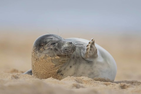 Grey seal (Halichoerus grypus) adult marine mammal sleeping on a beach in winter, England, United