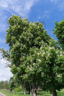 Flowering horse chestnut (Aesculus hippocastanum), Tobsdorf, Transylvania, Romania