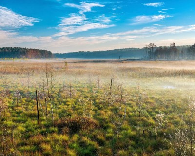 Morning atmosphere in the moor with ground fog, Müritz National Park, Serrahn sub-area,
