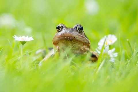 Common frog (Rana temporaria) adult amphibian on a garden grass lawn with daisy flowers in summer,