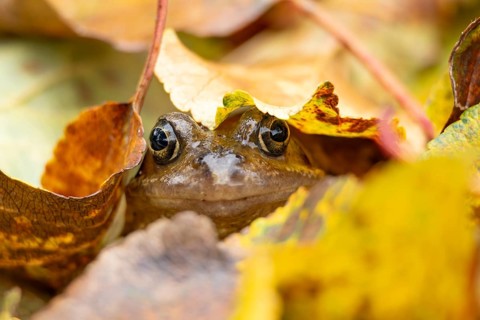 Common frog (Rana temporaria) adult amphibian amongst fallen autumn leaves in a garden, England,