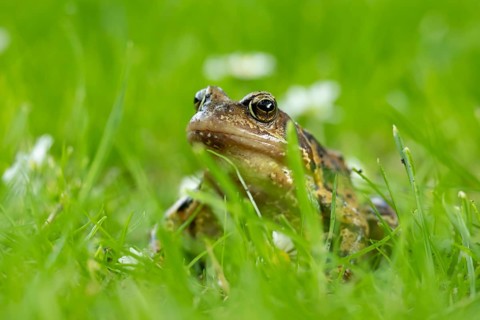 Common frog (Rana temporaria) adult amphibian on a garden grass lawn in summer, England, United