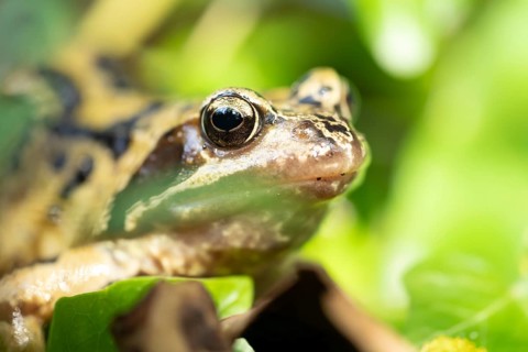 Common frog (Rana temporaria) adult amphibian in a garden in summer, England, United Kingdom