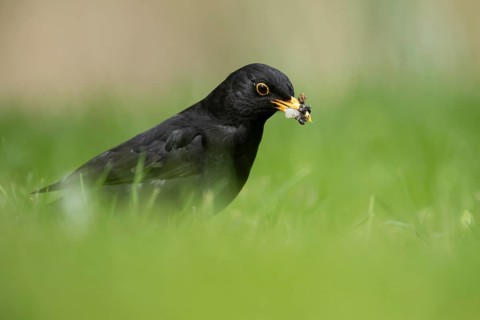 Eurasian blackbird (Turdus merula) adult male garden bird collecting grubs for food from a grass