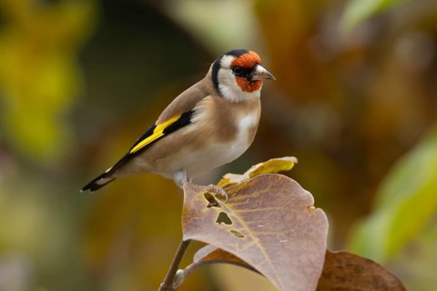 European goldfinch (Carduelis carduelis) adult garden bird in a Magnolia tree with autumn colour