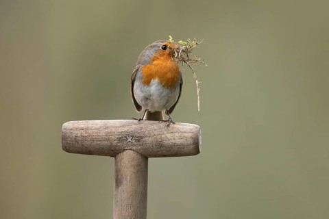 European robin (Erithacus rubecula) adult garden bird with nesting material in its beak on a fork