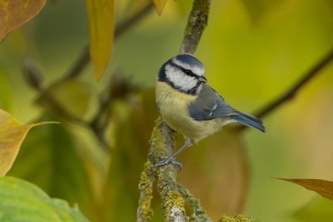 Blue tit (Cyanistes caeruleus) adult garden bird in a Magnolia tree with autumn colour leaves,