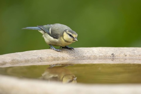 Blue tit (Cyanistes caeruleus) juvenile garden bird on a bird bath in summer, England, United