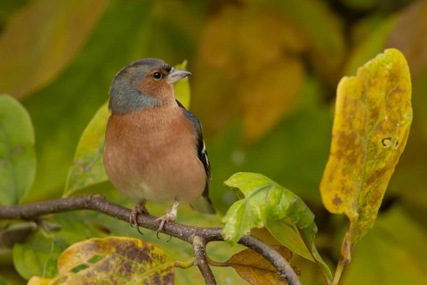 Eurasian chaffinch (Fringilla coelebs) adult male garden bird in a Magnolia tree with autumn colour