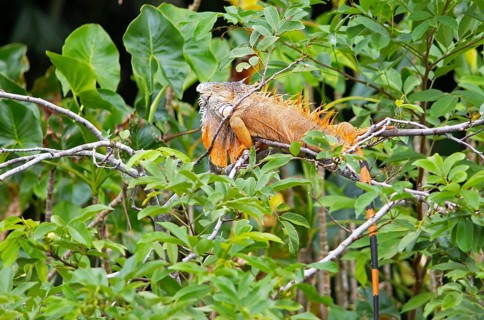Green iguana (Iguana iguana) in the bushes by the Rio Dulce river, Livingston, Departamento Izabal,