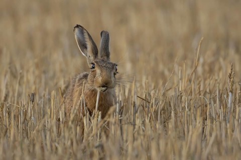 European brown hare (Lepus europaeus) adult mammal eating a wheat sheath in a farmland stubble
