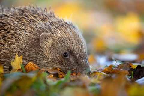 European hedgehog (Erinaceus europaeus) adult mammal walking on fallen autumn colour leaves in a