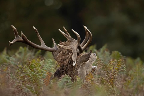 Red deer (Cervus elaphus) adult male stag mammal roaring during the rutting season in autumn,