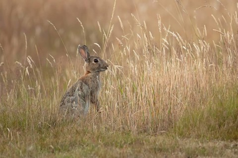 European rabbit (Oryctolagus cuniculus) adult wild mammal feeding in long grass in summer, England,