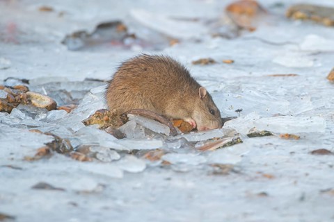 Brown rat (Rattus norvegicus) adult mammal eating seed on frozen ground in winter, England, United