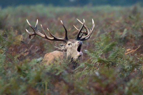 Red deer (Cervus elaphus) adult male stag mammal roaring during the rutting season amongst bracken