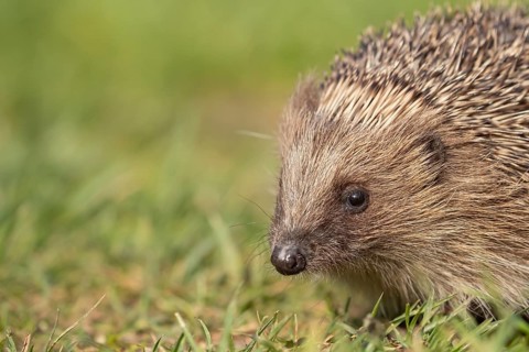 European hedgehog (Erinaceus europaeus) adult mammal on a garden grass lawn in summer, England,