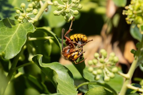 European hornet (Vespa crabro) adult insect feeding on an Ivy bee (Colletes hederae) in a Ivy tree