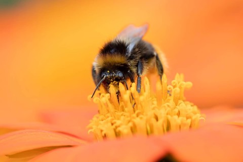 Buff tailed bumblebee (Bombus terrestris) adult bee insect feeding on a garden Mexican sunflower