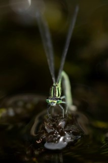 Blue tailed damselfly (Ischnura elegans) adult female insect laying eggs or ovipositing on pond
