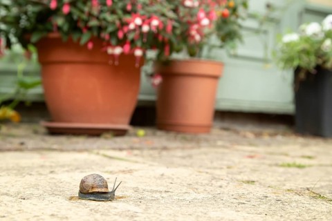 Garden snail (Cornu aspersum) adult molluscs gastropod on a garden patio with a house in the