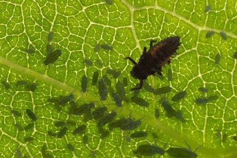 Harlequin ladybird or ladybug (Harmonia axyridis) adult insect larva and Plum aphid (Hyalopterus