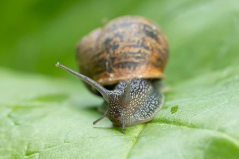 Garden snail (Cornu aspersum) adult molluscs gastropod on a garden vegetable plant leaf in summer,