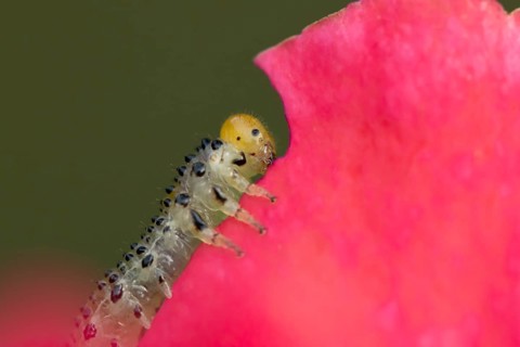 Large rose sawfly (Arge pagana) adult insect larva garden pest feeding on a rose plant petal in