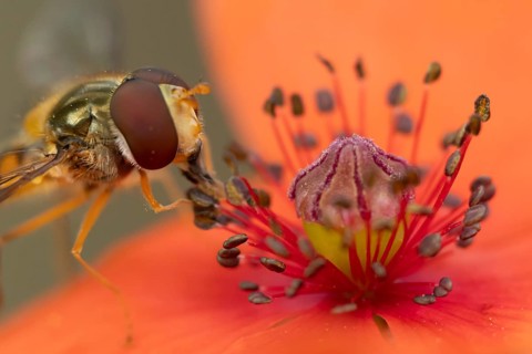Common hoverfly (Eupeodes corollae) adult insect feeding on pollen from a red Common field poppy
