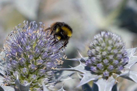 Red tailed bumblebee (Bombus lapidarius) adult bee insect feeding on a Sea holly flower in summer,