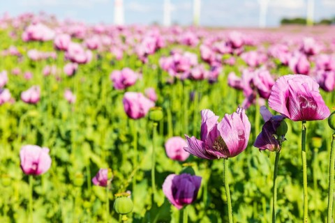Field with blue poppy (Papaver somniferum) in bloom, Penig, Saxony, Germany