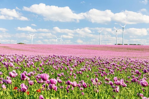 Field with blue poppy (Papaver somniferum) in bloom, wind turbines in the background, Penig,