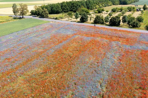 Aerial view of a field where corn poppies (Papaver rhoeas) and cornflowers (Centaurea cyanus) are